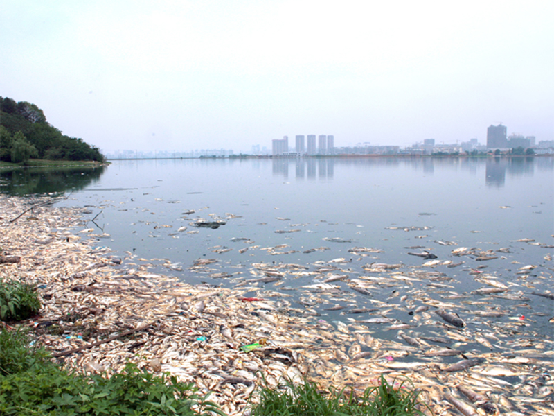 氨氮超標(biāo)的危害