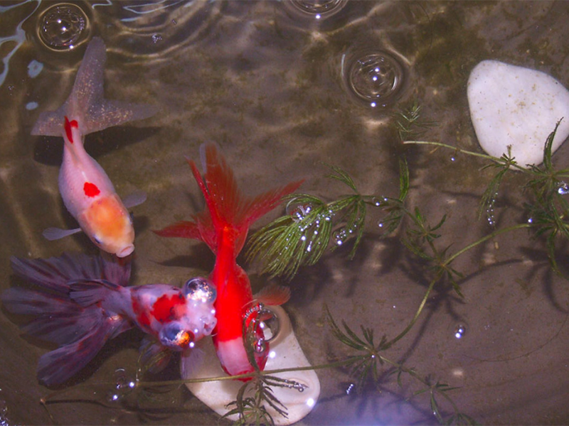 水產養(yǎng)殖亞硝酸鹽高的危害