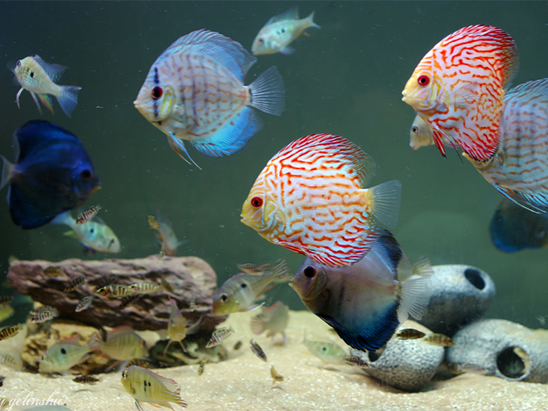 水產(chǎn)養(yǎng)殖PH值的重要性 水產(chǎn)養(yǎng)殖PH值的重要性