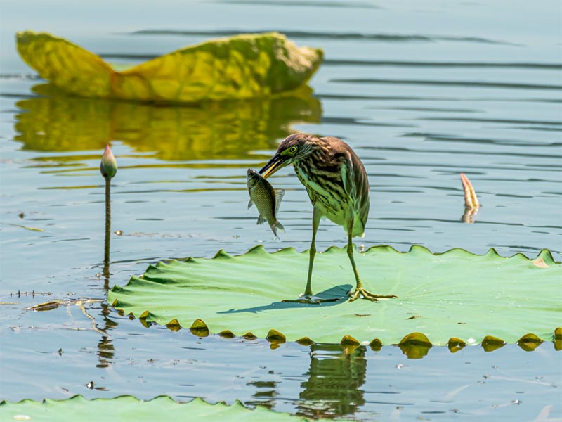 水質(zhì)臭氧檢測(cè)方法有哪些 水質(zhì)臭氧檢測(cè)方法有哪些