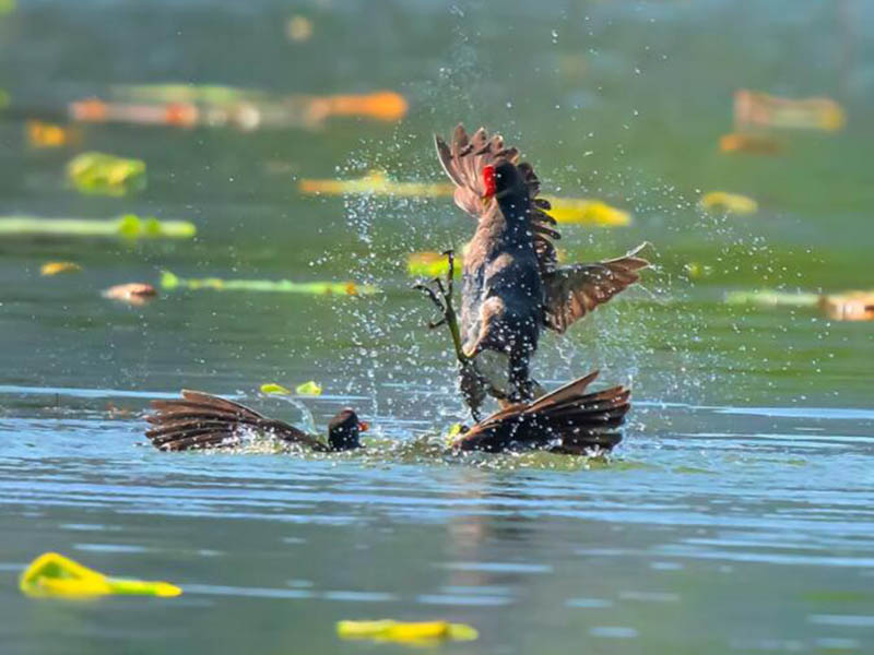 【問題討論】水質(zhì)檢測(cè)中氨氮大于總氮是什么原因？