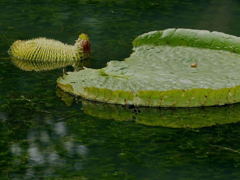水質(zhì)檢測儀在水產(chǎn)養(yǎng)殖中的應(yīng)用