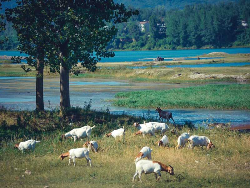 水質(zhì)大腸桿菌檢測(cè)標(biāo)準(zhǔn)