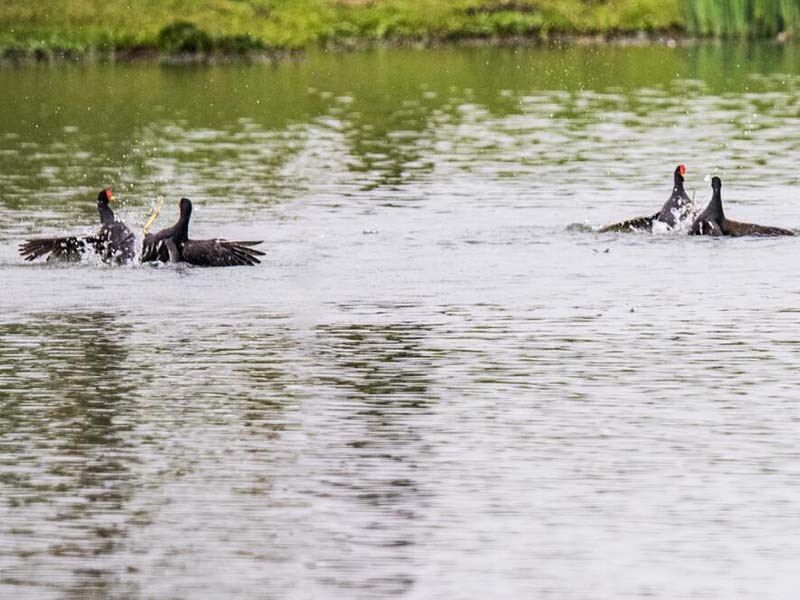 COD氨氮檢測儀測定原理