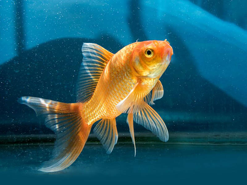 影響溶解氧檢測儀的因素有哪些