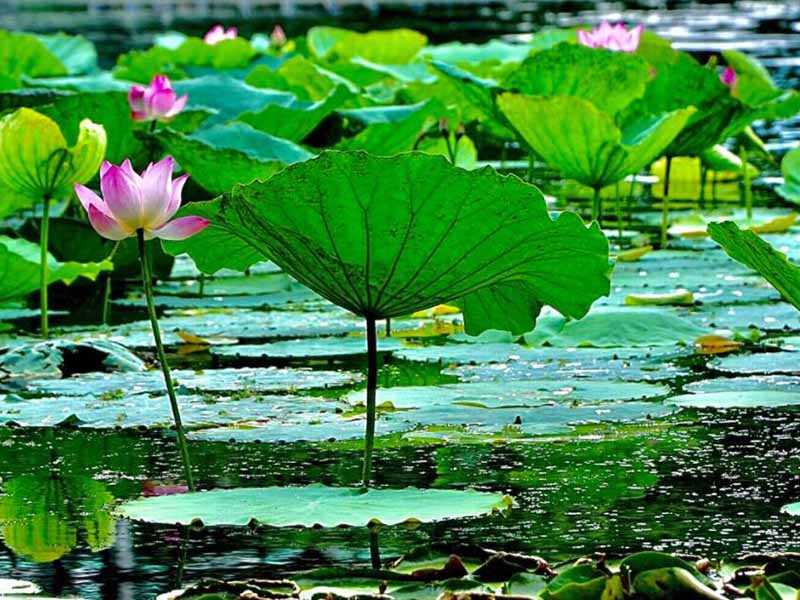 氨氮在線水質分析儀采集不到試劑怎么辦