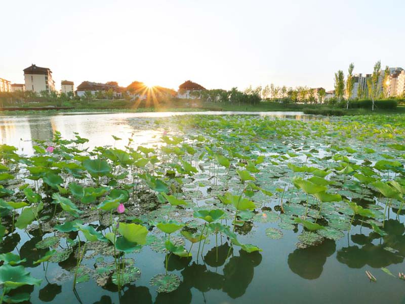 便攜式藍綠藻分析儀使用方法