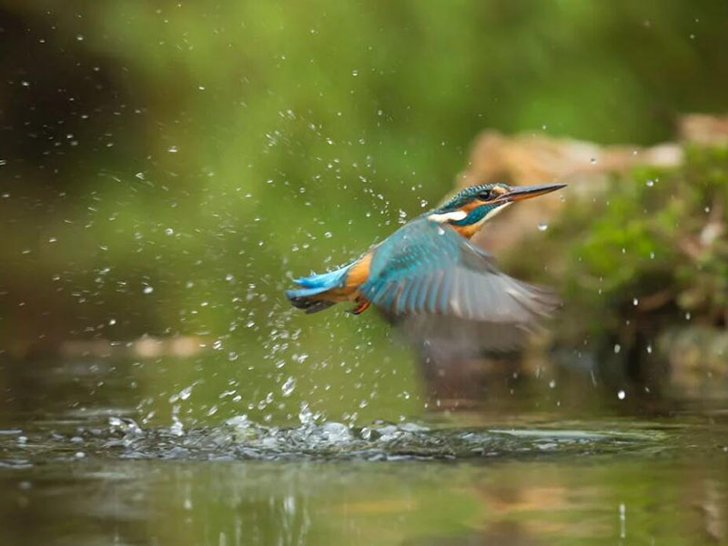 水質(zhì)嗅味物質(zhì)到底從哪里來的