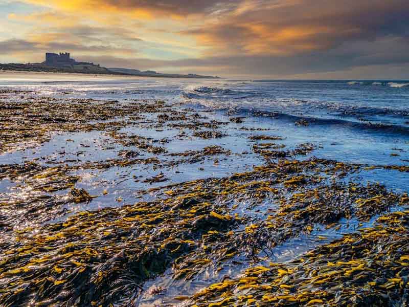 水中藍綠藻是什么