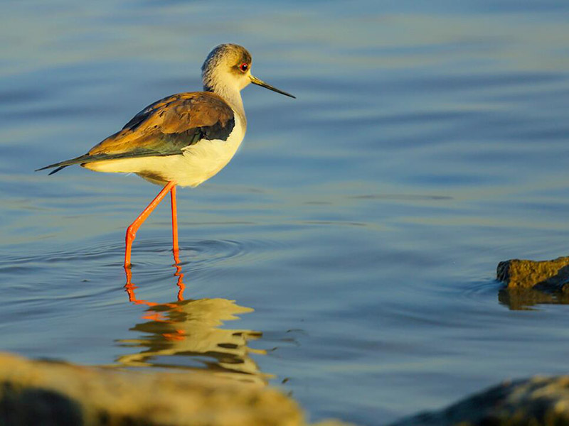 我國(guó)水產(chǎn)養(yǎng)殖業(yè)水污染物排放情況