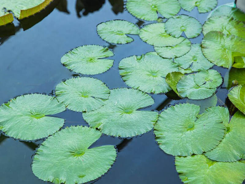 COD測定儀如何操作