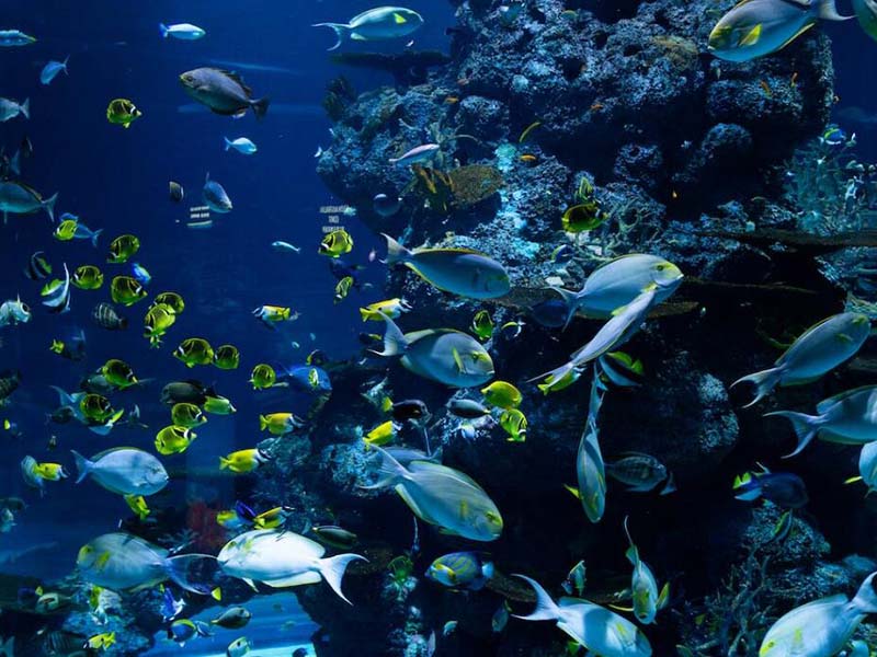 【漲知識(shí)】水產(chǎn)養(yǎng)殖行業(yè)水質(zhì)監(jiān)測(cè)指標(biāo)有哪幾項(xiàng)？