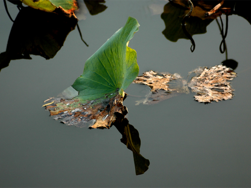 常德打造農(nóng)村黑臭水體治理的“全國樣板”