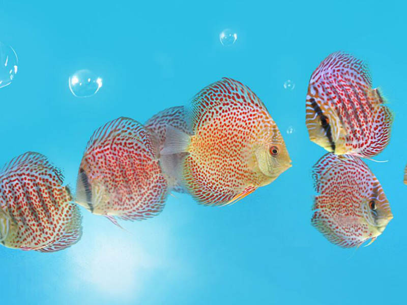 水產(chǎn)養(yǎng)殖水質(zhì)亞硝酸鹽超標怎么辦