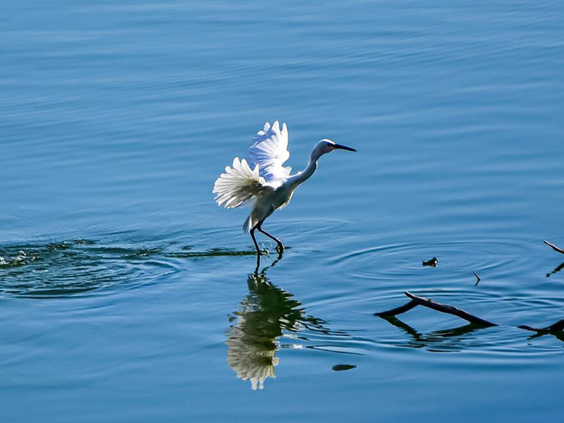 如何選擇合適的水產(chǎn)養(yǎng)殖水質(zhì)檢測儀