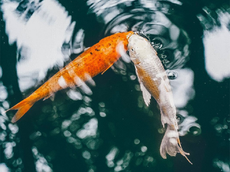 池塘溶解氧越高越好嗎