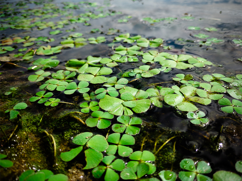 熒光法測定水質(zhì)葉綠素a的原理